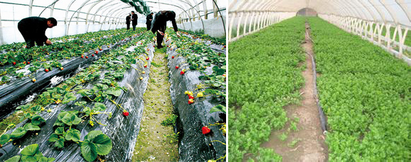 安邦電伴熱帶保溫技術(shù)應用于西安大棚蔬菜管道防凍(圖1) 安邦電伴熱帶保溫技術(shù)應用于西安大棚蔬菜管道防凍(圖1)